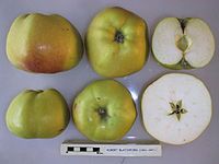 Cross section of Robert Blatchford, National Fruit Collection (acc. 1961-047) .jpg