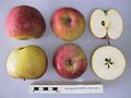 Cross section of Woolbrook Pippin, National Fruit Collection (acc. 1927-026).jpg