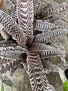 Cryptanthus fosterianus (Bromelia).jpg