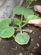 6-7-leaved vine plant: internodes enlarging.