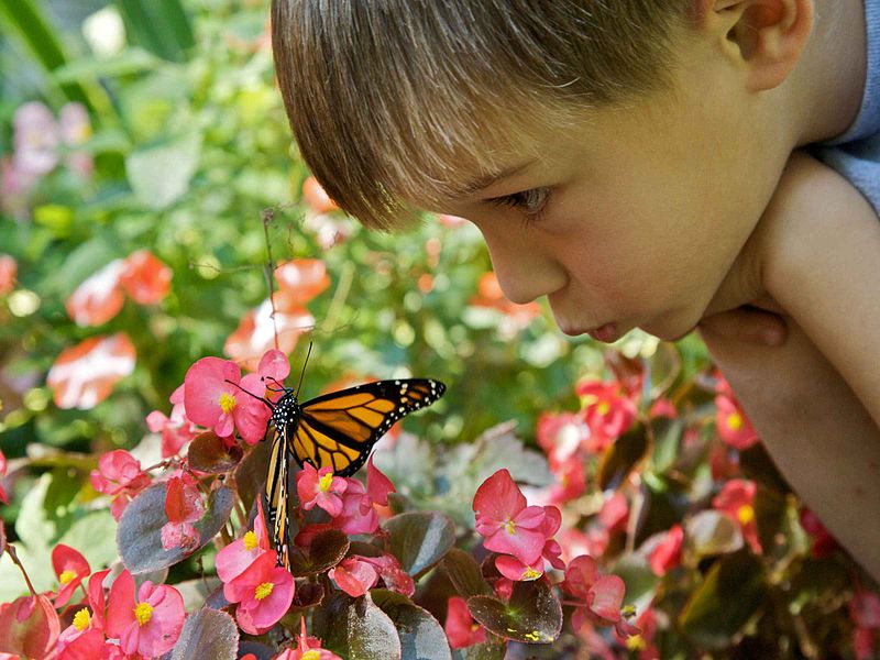 File:Cute boy face with butterfly.jpg