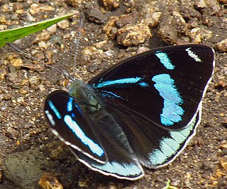 <i>Perisama</i> Genus of brush-footed butterflies