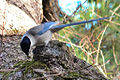 Eine Blauelster in Japan