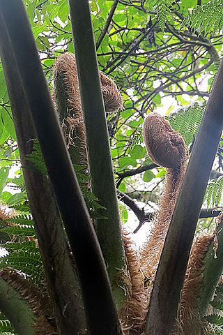 <i>Sphaeropteris quindiuensis</i> Species of gastropod