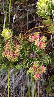 <i>Cyathopsis</i> Genus of flowering plants