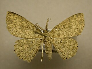 <i>Cyclophora urcearia</i> Species of moth