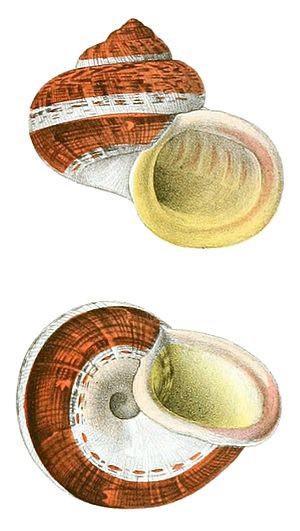 Cyclophorus fulguratus shell.jpg