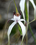 Miniatura para Caladenia longicauda