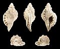 * Nomination Shell of a Pliocene gastropod, Cymatium doderleini --Llez 19:46, 20 March 2017 (UTC) * Promotion Good quality. --Ermell 20:06, 20 March 2017 (UTC)