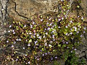 Cymbalaria muralis