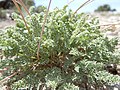 Cymopterus nivalis (4730492168).jpg