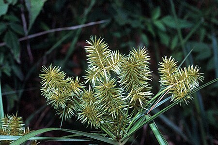 Cyperus strigosus