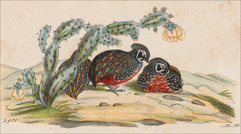 File:Cyrtonyx ocellatus - 1820-1863 - Print - Iconographia Zoologica - Special Collections University of Amsterdam - UBA01 IZ17100215 detail.png