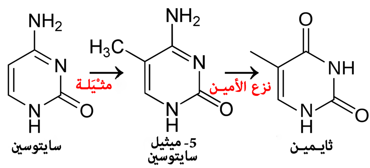 Тимин синтез. Цитозин Синтез. 5-Метилцитидин. Цитозин дезаминаза. Цитозин PNG.