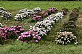 * Nomination Rhododendrons field in Welte, Kirchspiel, Dülmen, North Rhine-Westphalia, Germany --XRay 03:32, 27 May 2015 (UTC) * Promotion Good quality. --Hubertl 03:46, 27 May 2015 (UTC)