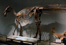 The damage to the tail vertebrae of this E. annectens skeleton (on display at the Denver Museum of Nature and Science) indicates that it may have been bitten by a Tyrannosaurus. DMNS Edmontosaurus.png