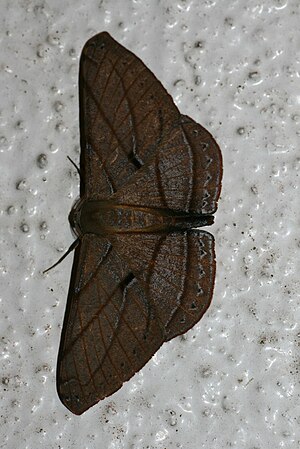 Dalima patularia (Geometridae Ennominae Boarmiini).jpg