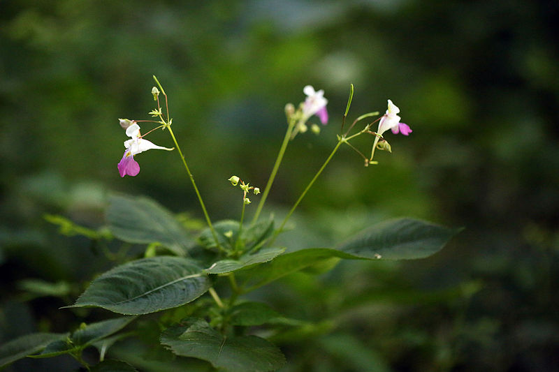 File:De si délicates petites fleurs.JPG