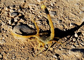 Deathstalker-israel.jpg resminin açıklaması.