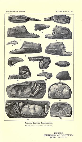 File:Decapod crustaceans from the Panama region BHL23375140.jpg