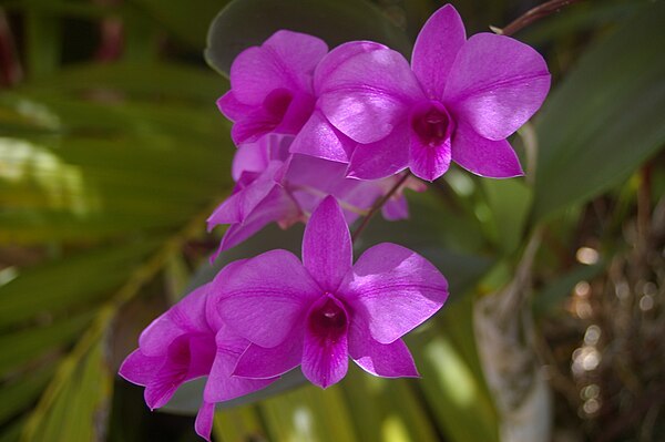 Cooktown orchid - Dendrobium bigibbum. Queensland 2008