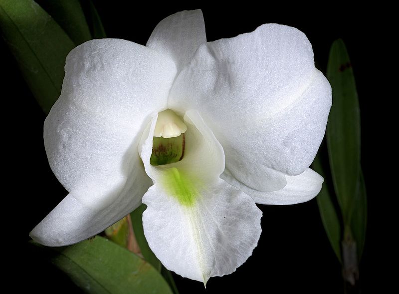 File:Dendrobium schuetzei (Mindanao, Philippines) Rolfe, Orchid Rev. 19- 224 (1911) (34535301535) - cropped.jpg