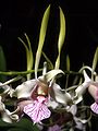 Dendrobium stratiotes flower