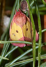 Miniatuur voor Derrima stellata