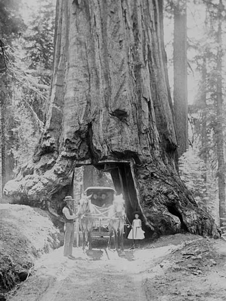 File:Detail of Horse and buggy driving through big tree in Mariposa Grove in Yosemite National Park, California, ca.1900 (CHS-145) (cropped).jpg