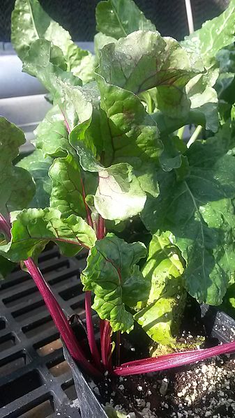 File:Detroit Red Beet plant (Beta vulgaris).jpg