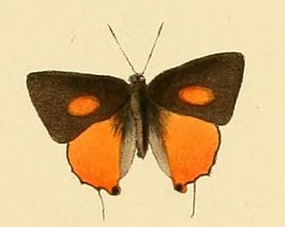 <i>Deudorix wardii</i> Species of butterfly