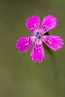 Goździk kosmaty Dianthus armeria, Poland