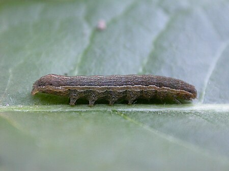 Tập tin:Diarsia rubi larva.jpg