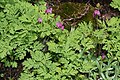 Dicentra formosa