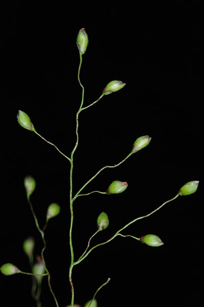 File:Dichanthelium dichotomum var ramulosum NRCS-001.jpg