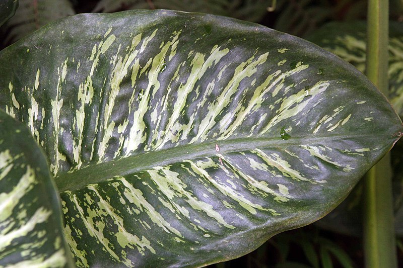 File:Dieffenbachia amoena 2zz.jpg