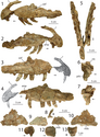 Dilophosaurus: Lịch sử nghiên cứu, Miêu tả, Phân loại