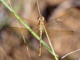 Adult female from above