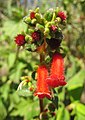 Kohleria spicata