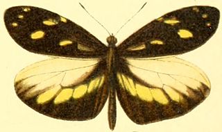 <i>Dismorphia lua</i> Species of butterfly