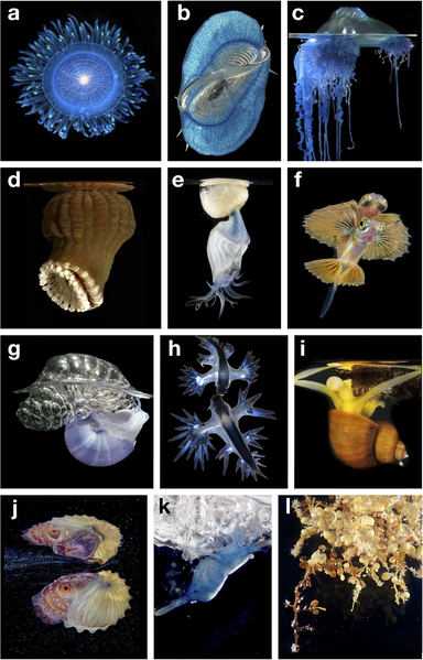 File:Diverse members of the ocean surface ecosystem.png