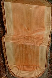 Tree rings and heartwood Douglasie2.jpg