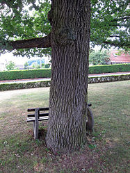 Three oaks near Ebenhausen, 3.jpg