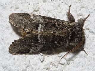 <i>Drymonia dodonaea</i> Species of moth