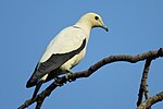 Thumbnail for Pied imperial pigeon