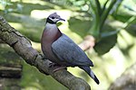 Thumbnail for Collared imperial pigeon