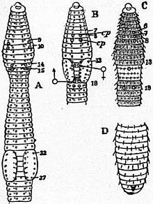 EB1911 Chaetopoda Fig. 10.—Diagrams of various Earthworms, to illustrate external characters.jpg