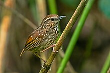 EYE-BROWED-WREN-BABBLER-NAMDAPHA.jpg