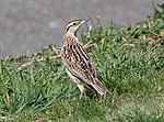 Thumbnail for File:Eastern meadowlark in CP (65953).jpg