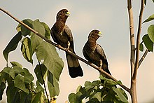 Eastern plantain-eater Eastgreyplaintaineater.jpg